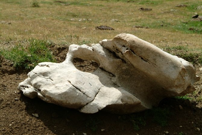 Sculture naturali